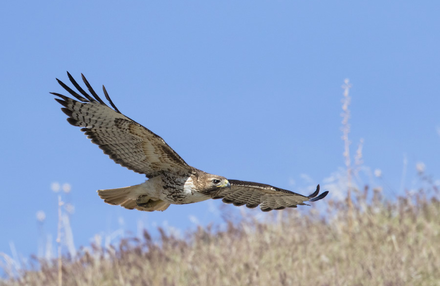 red-tailed-hawk